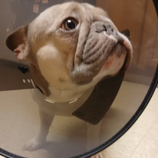 creator mydogDasiy's avatar