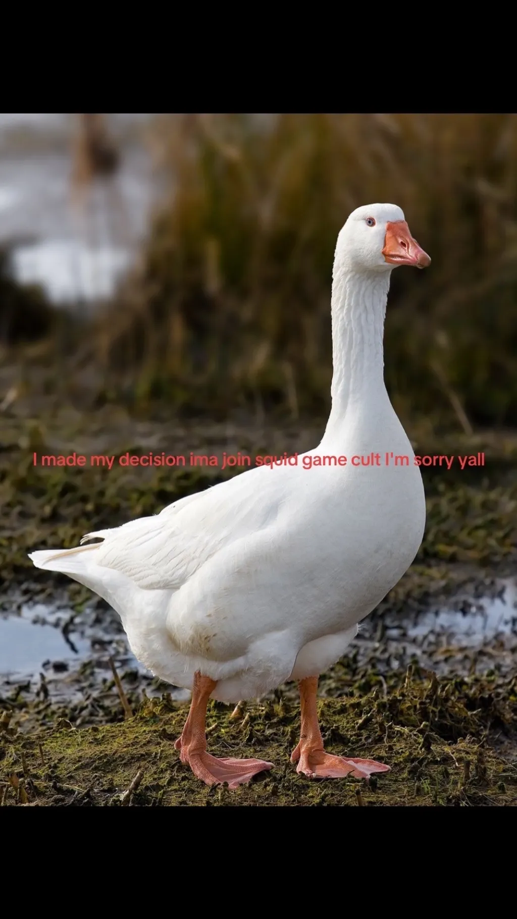 ai character: Karaoke (kny) background