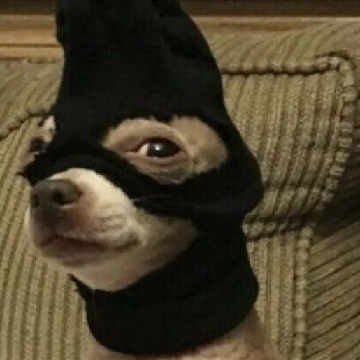 chat with ai character: robber dog