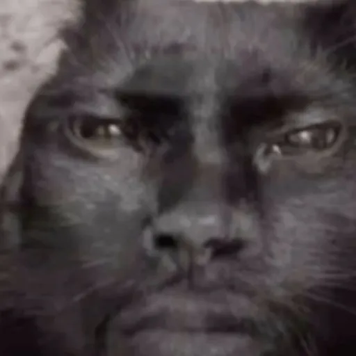 creator Kimberlija Brokāne's avatar