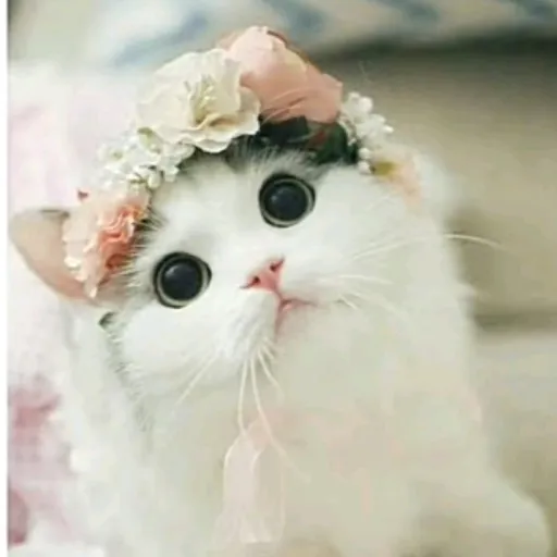 creator Meow_girlie!'s avatar