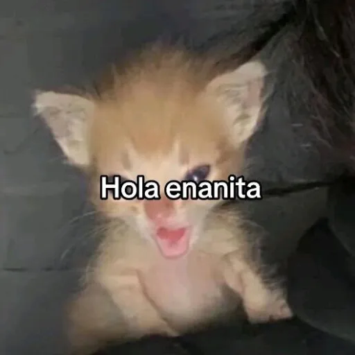 creator Sebas シ's avatar