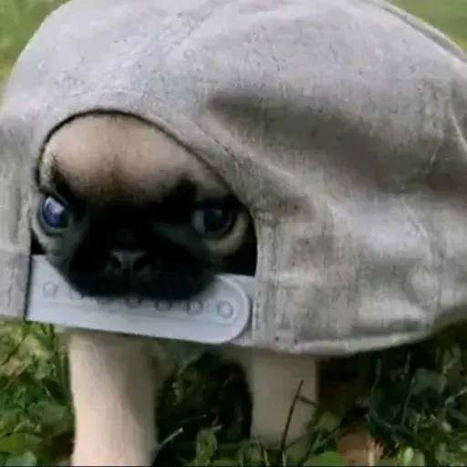 creator perrito_abandonado's avatar