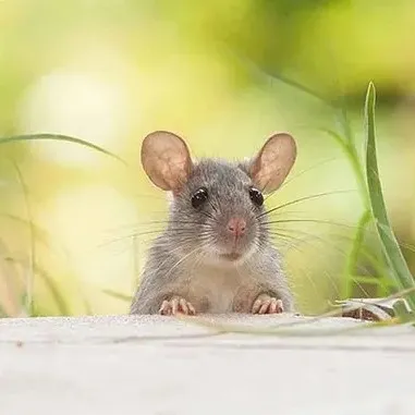 creator basil mouse's avatar