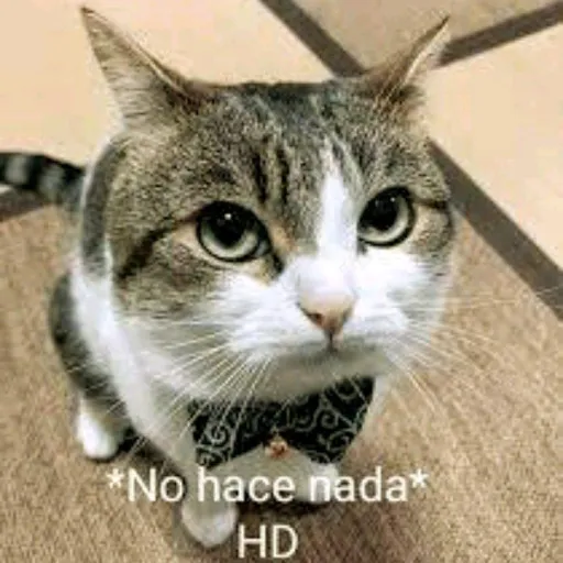 creator (no ase nada HD)'s avatar