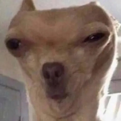 creator Sus dog's avatar