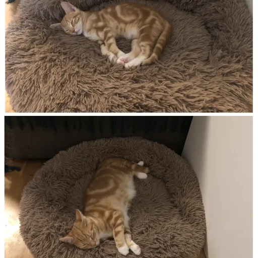 creator Carrot_The_Cat! ♥️'s avatar