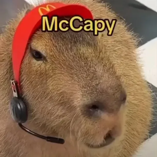 creator ☆°~Capybara~°☆'s avatar