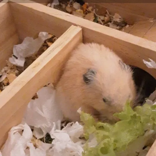 creator ~♡ILuvAllAnimals♡~'s avatar