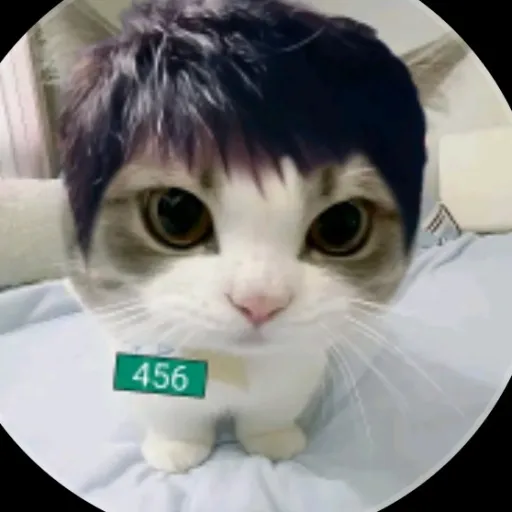 creator gi hun michi:3's avatar
