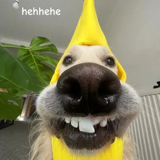 creator hehedoggy's avatar
