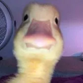creator Talkior-gjosRj0R's avatar