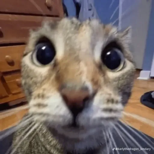 creator KITTY ♥♥'s avatar
