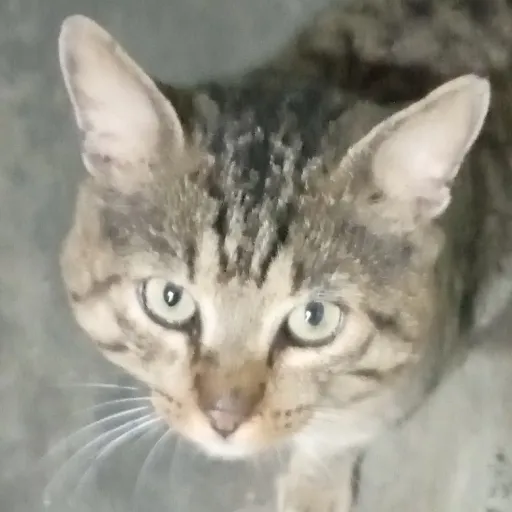 creator 𝒂𝒓𝒎𝒚-𝒔𝒕𝒂𝒚 𝒇𝒂𝒏's avatar