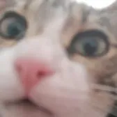 creator Đuro's avatar