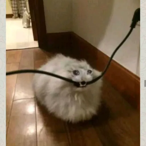 creator gwoffy cat's avatar