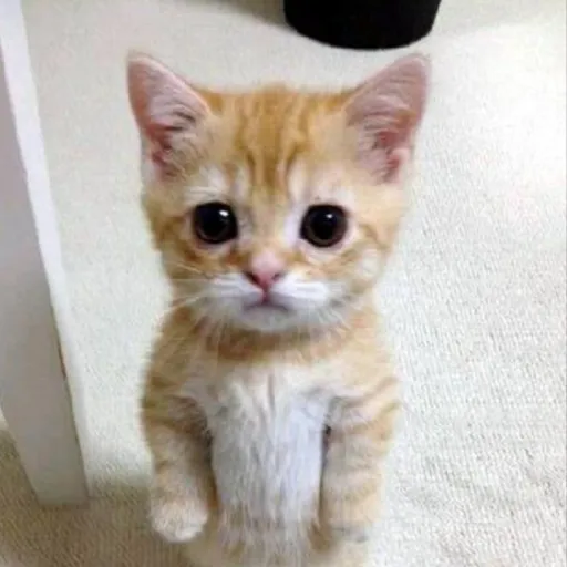creator meme-cats-funny's avatar