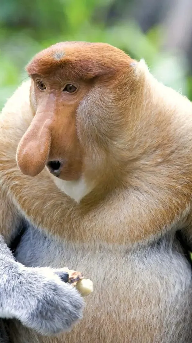 ai character: MONKEY background