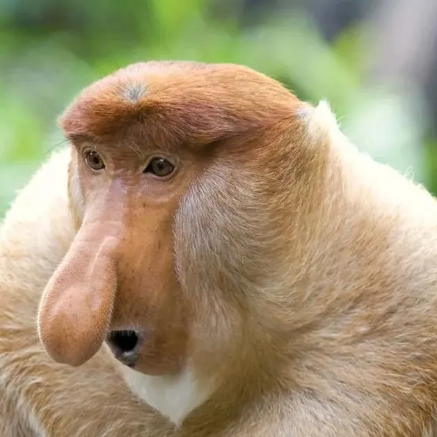 chat with ai character: MONKEY
