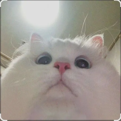 creator Loaf Of Bread 🍞 🥐🥖's avatar