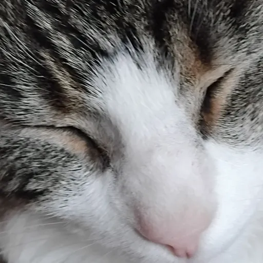 creator Scraps da cat's avatar