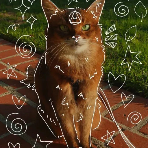 creator Nyx on paws 🐾's avatar