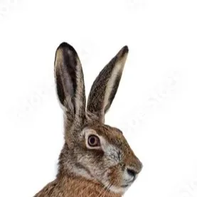 creator HarperHare Studios's avatar