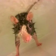 creator Rat:)'s avatar