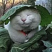 creator LuckyLeaf :3's avatar