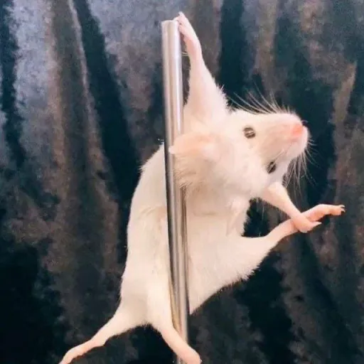creator Rat✨'s avatar