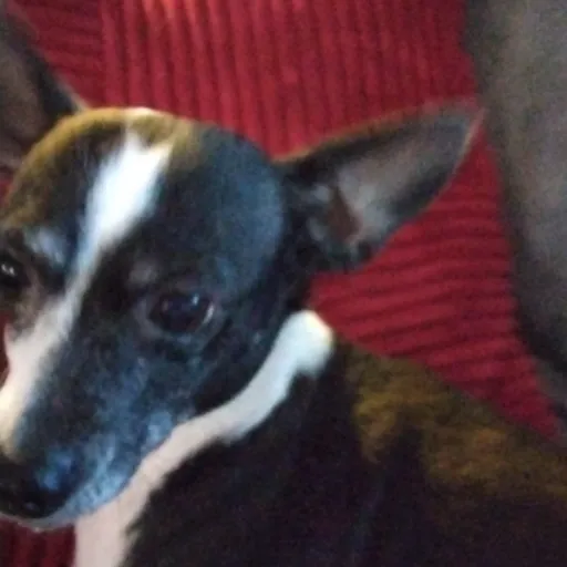 creator my dog bella's avatar