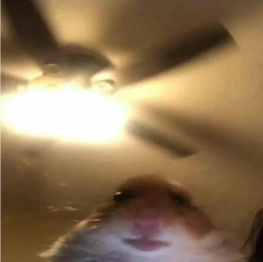 creator El c.'s avatar