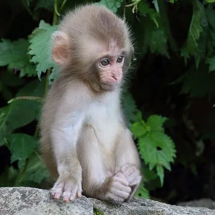 creator ★Looey༒︎'s avatar