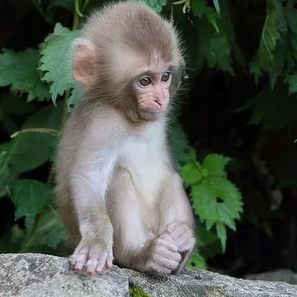 creator ★Looey༒︎'s avatar