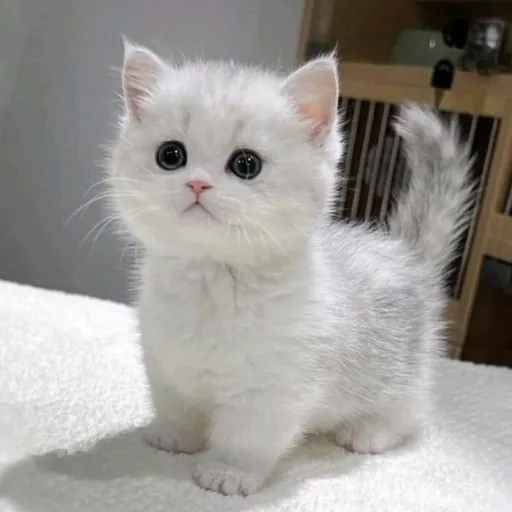 creator ★Donut༒︎'s avatar