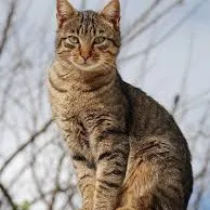 creator Catwet😼's avatar