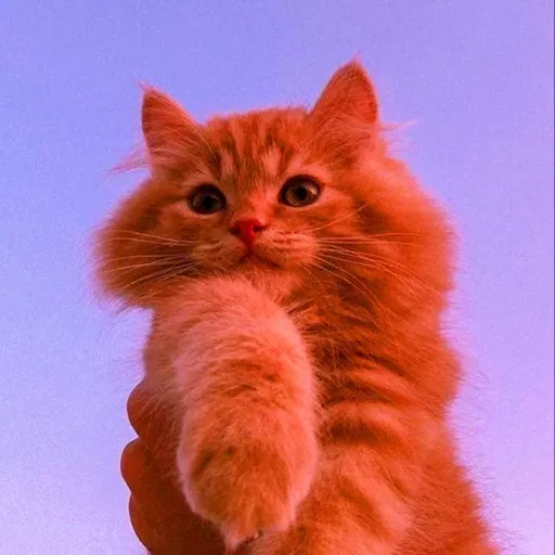 creator just a purple cat's avatar