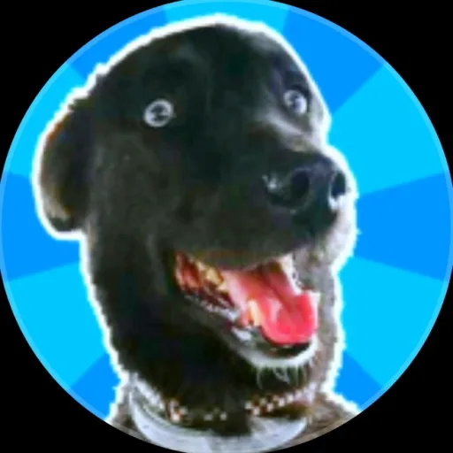 creator perropasqui's avatar