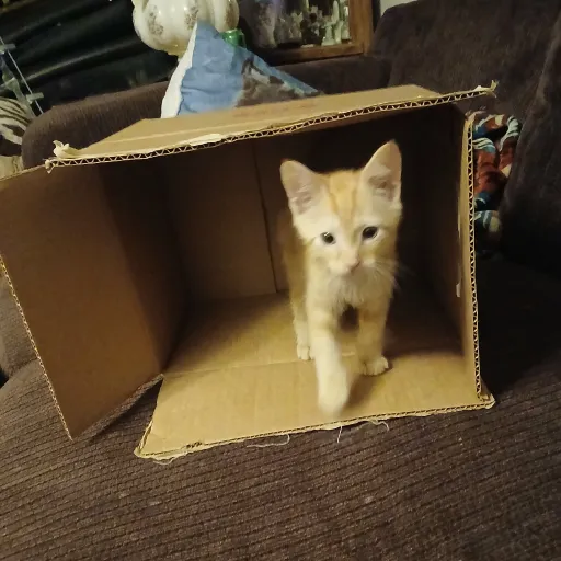 creator rawrimadino's avatar