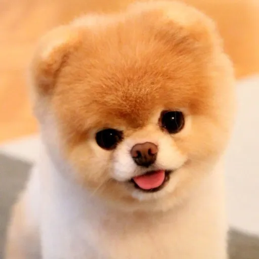 creator Soul Sucking Puppy's avatar
