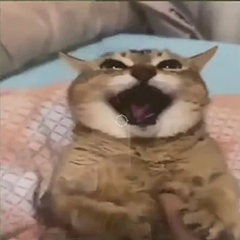creator lil yelling cat's avatar