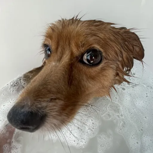creator CHARLIE MY DOG💀's avatar