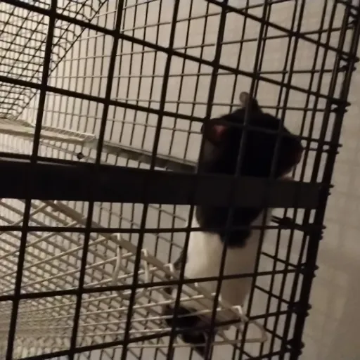 creator confused hamster's avatar