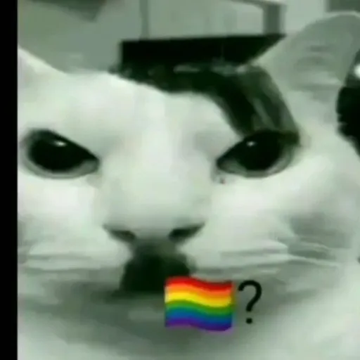 creator gato hitler's avatar