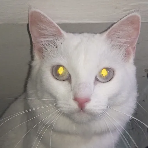 creator Sugarthecat945's avatar