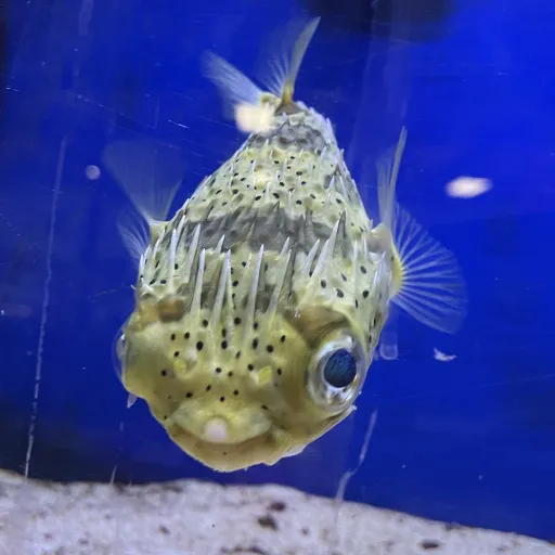 creator ms fishy's avatar
