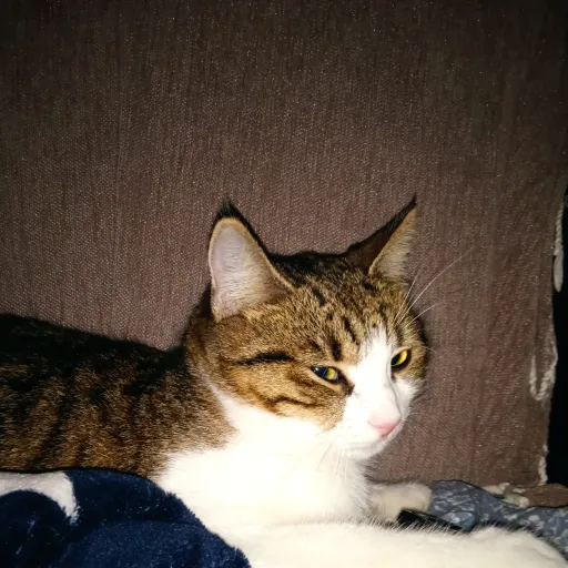 creator 1lik3fl0w3rs's avatar