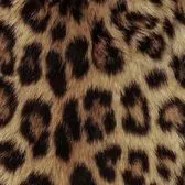 creator T.F🪞🪩🤍🫧👙🐆's avatar