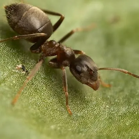 creator ant_worker's avatar