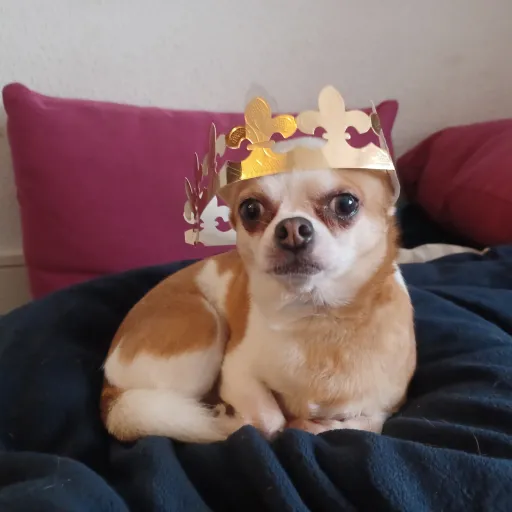 creator leking chiwawa's avatar